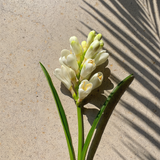 Kupaloke Tuberose Lotion