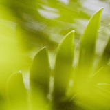 Eau de Parfum - Kupu