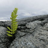 Eau de Parfum - Pōhaku